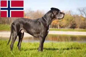 Mehr über den Artikel erfahren Dogge Züchter und Welpen in Norwegen