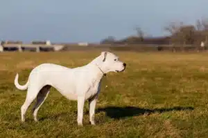 Mehr über den Artikel erfahren Dogo Argentino Züchter