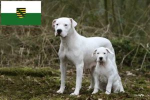 Mehr über den Artikel erfahren Dogo Argentino Züchter und Welpen in Sachsen