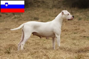 Mehr über den Artikel erfahren Dogo Argentino Züchter und Welpen in Slowenien