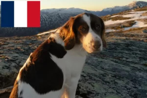 Mehr über den Artikel erfahren Drentse Patrijshond Züchter und Welpen in Frankreich