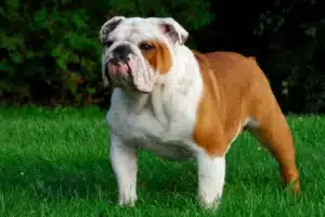 Mehr über den Artikel erfahren Englische Bulldogge Züchter