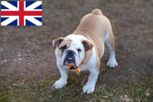 Mehr über den Artikel erfahren Englische Bulldogge Züchter und Welpen in Großbritannien