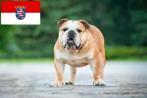 Mehr über den Artikel erfahren Englische Bulldogge Züchter und Welpen in Hessen