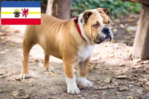 Mehr über den Artikel erfahren Englische Bulldogge Züchter und Welpen in Mecklenburg-Vorpommern