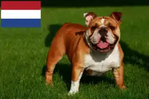 Mehr über den Artikel erfahren Englische Bulldogge Züchter und Welpen in den Niederlanden