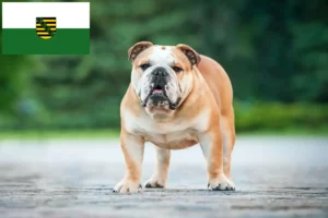 Mehr über den Artikel erfahren Englische Bulldogge Züchter und Welpen in Sachsen