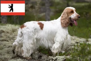 Mehr über den Artikel erfahren English Cocker Spaniel Züchter und Welpen in Berlin