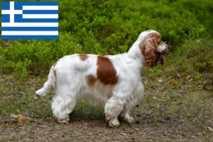 Mehr über den Artikel erfahren English Cocker Spaniel Züchter und Welpen in Griechenland