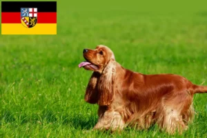 Mehr über den Artikel erfahren English Cocker Spaniel Züchter und Welpen im Saarland