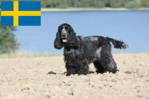 Mehr über den Artikel erfahren English Cocker Spaniel Züchter und Welpen in Schweden