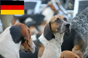 Mehr über den Artikel erfahren English Foxhound Züchter und Welpen in Deutschland