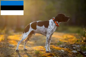 Mehr über den Artikel erfahren English Pointer Züchter und Welpen in Estland