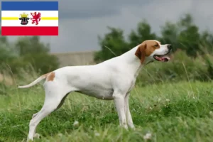 Mehr über den Artikel erfahren English Pointer Züchter und Welpen in Mecklenburg-Vorpommern