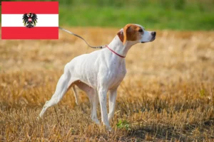 Mehr über den Artikel erfahren English Pointer Züchter und Welpen in Österreich