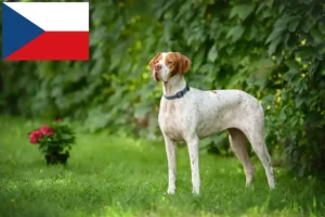 Mehr über den Artikel erfahren English Pointer Züchter und Welpen in Tschechien