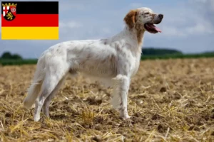 Mehr über den Artikel erfahren English Setter Züchter und Welpen in Rheinland-Pfalz