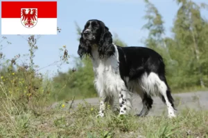 Mehr über den Artikel erfahren English Springer Spaniel Züchter und Welpen in Brandenburg