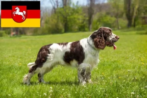 Mehr über den Artikel erfahren English Springer Spaniel Züchter und Welpen in Niedersachsen