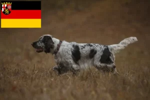 Mehr über den Artikel erfahren English Springer Spaniel Züchter und Welpen in Rheinland-Pfalz