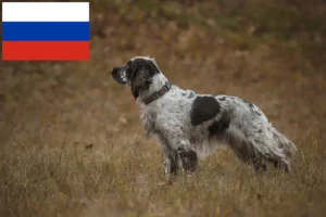 Mehr über den Artikel erfahren English Springer Spaniel Züchter und Welpen in Russland