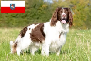 Mehr über den Artikel erfahren English Springer Spaniel Züchter und Welpen in Thüringen