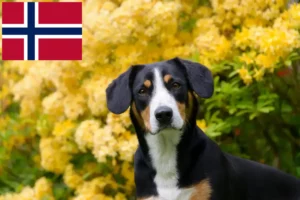 Mehr über den Artikel erfahren Entlebucher Sennenhund Züchter und Welpen in Norwegen