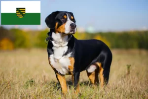 Mehr über den Artikel erfahren Entlebucher Sennenhund Züchter und Welpen in Sachsen