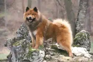 Mehr über den Artikel erfahren Eurasier Züchter