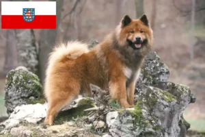 Mehr über den Artikel erfahren Eurasier Züchter und Welpen in Thüringen