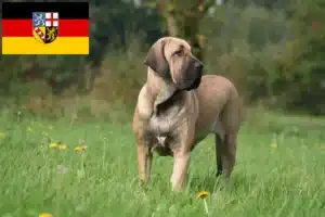 Mehr über den Artikel erfahren Fila Brasileiro Züchter und Welpen im Saarland