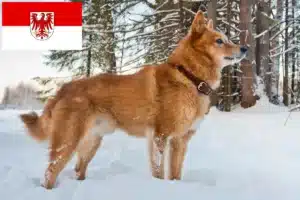 Mehr über den Artikel erfahren Finnenspitz Züchter und Welpen in Brandenburg