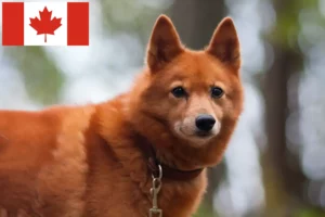 Mehr über den Artikel erfahren Finnenspitz Züchter und Welpen in Kanada