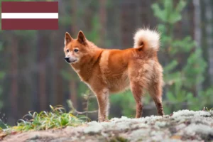 Mehr über den Artikel erfahren Finnenspitz Züchter und Welpen in Lettland