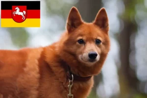 Mehr über den Artikel erfahren Finnenspitz Züchter und Welpen in Niedersachsen