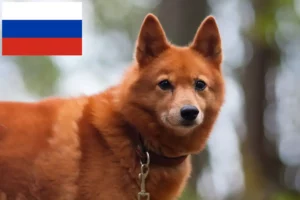 Mehr über den Artikel erfahren Finnenspitz Züchter und Welpen in Russland