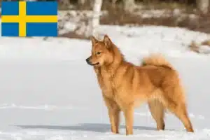 Mehr über den Artikel erfahren Finnenspitz Züchter und Welpen in Schweden