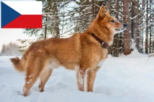 Mehr über den Artikel erfahren Finnenspitz Züchter und Welpen in Tschechien