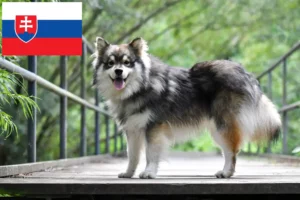 Mehr über den Artikel erfahren Finnischer Lapphund Züchter und Welpen in der Slowakei