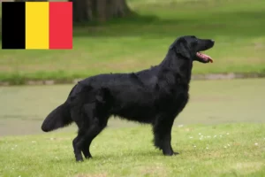 Mehr über den Artikel erfahren Flat Coated Retriever Züchter und Welpen in Belgien