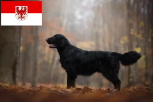 Mehr über den Artikel erfahren Flat Coated Retriever Züchter und Welpen in Brandenburg