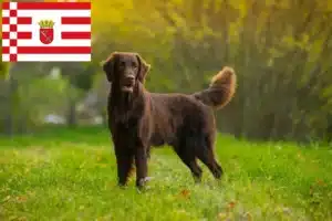 Mehr über den Artikel erfahren Flat Coated Retriever Züchter und Welpen in Bremen