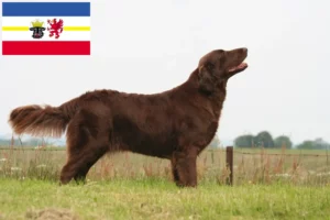 Mehr über den Artikel erfahren Flat Coated Retriever Züchter und Welpen in Mecklenburg-Vorpommern