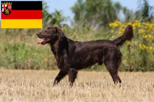 Mehr über den Artikel erfahren Flat Coated Retriever Züchter und Welpen in Rheinland-Pfalz