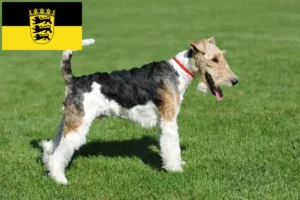 Mehr über den Artikel erfahren Foxterrier Züchter und Welpen in Baden-Württemberg