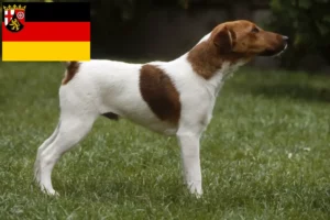 Mehr über den Artikel erfahren Foxterrier Züchter und Welpen in Rheinland-Pfalz