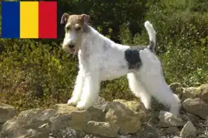 Mehr über den Artikel erfahren Foxterrier Züchter und Welpen in Rumänien