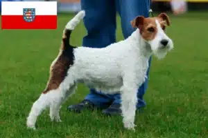 Mehr über den Artikel erfahren Foxterrier Züchter und Welpen in Thüringen