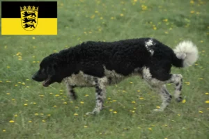 Mehr über den Artikel erfahren Friesischer Wasserhund Züchter und Welpen in Baden-Württemberg