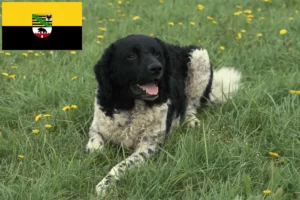 Mehr über den Artikel erfahren Friesischer Wasserhund Züchter und Welpen in Sachsen-Anhalt